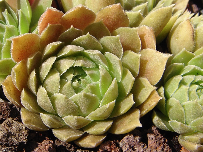Pacific Velveteen