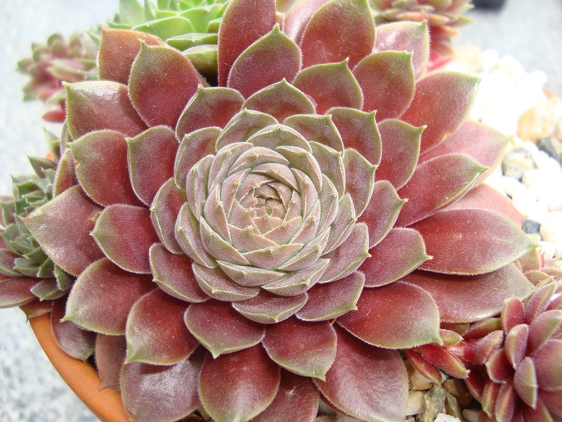 Pacific Velveteen