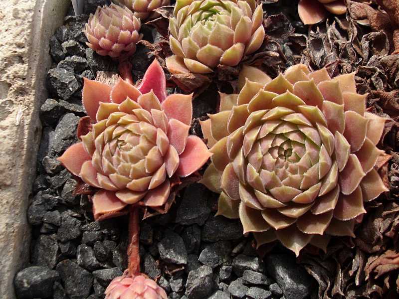 Pacific Velveteen