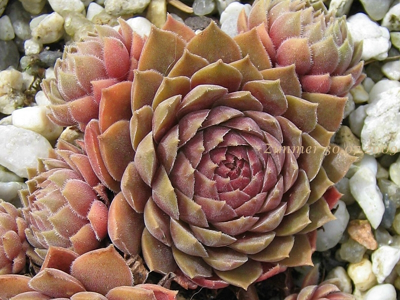 Pacific Velveteen