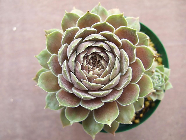 Pacific Velveteen
