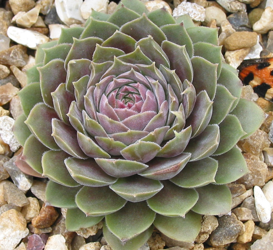 Pacific Velveteen