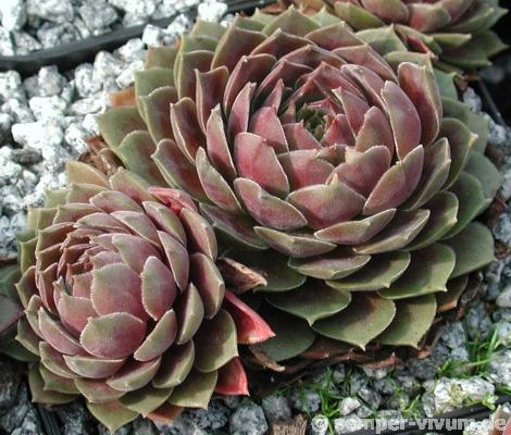 Pacific Velveteen