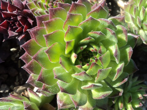 Green Caro