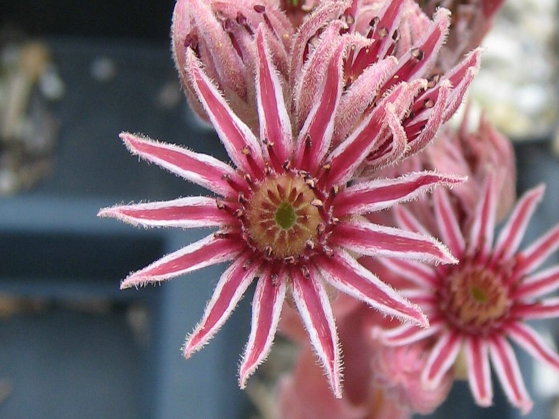 Pacific Velveteen