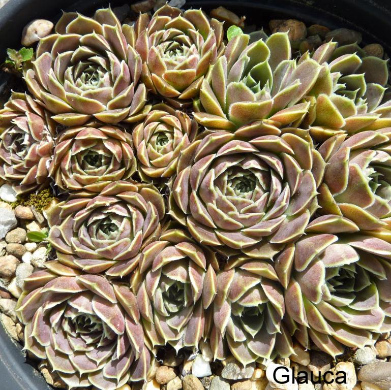 Glauca / Jovi