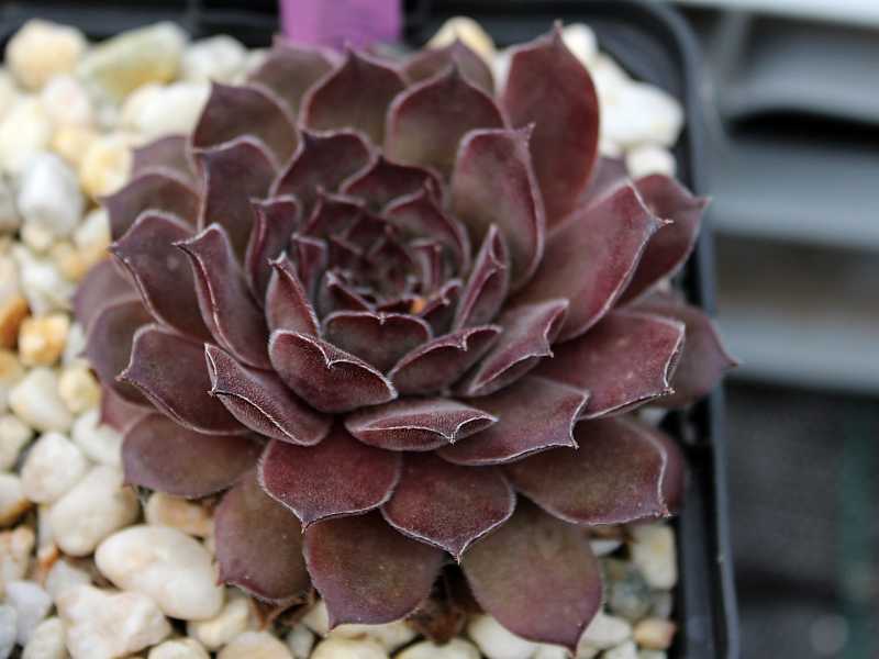 Greyolla