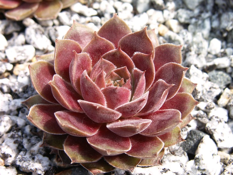 Pacific Velveteen