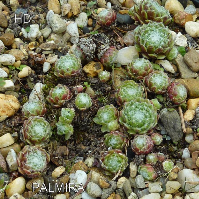 Palmira