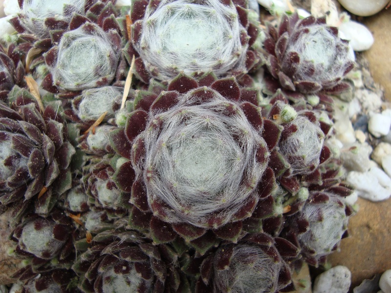 Quarkstück