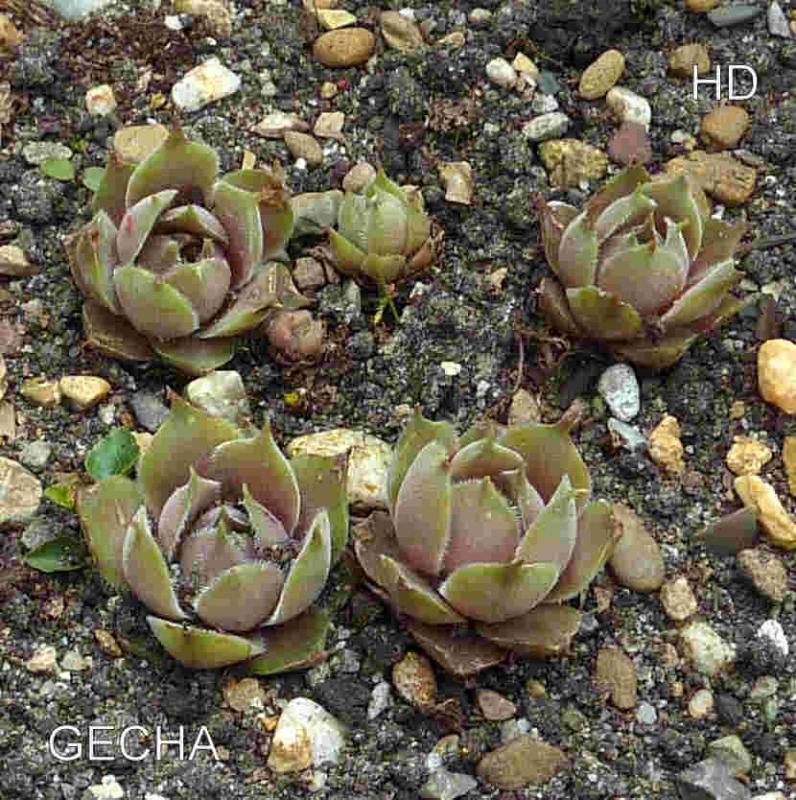 Gecha