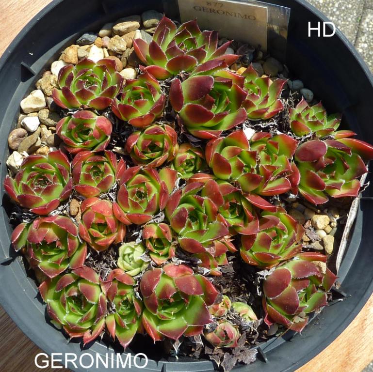 Geronimo / Jovi