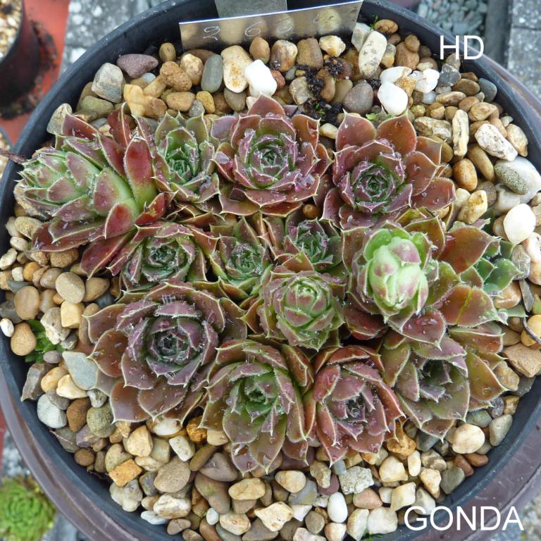 Gonda / Jovi