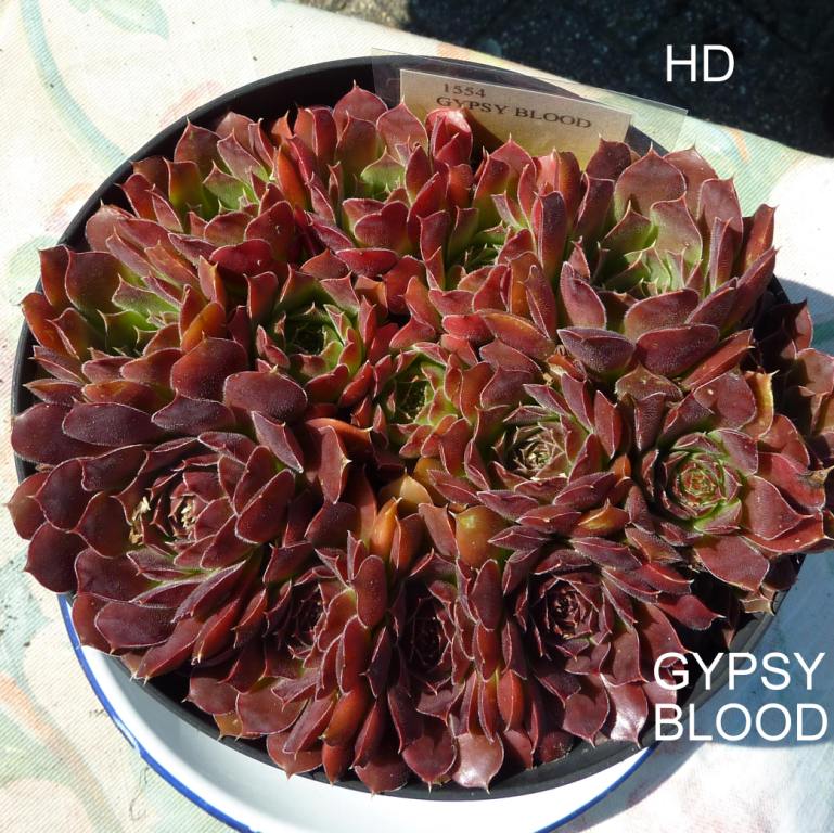 Gypsy Blood / Jovi
