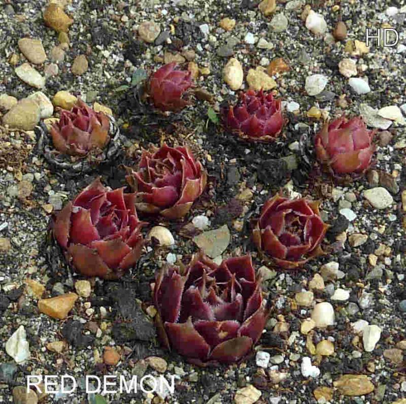 Red Demon
