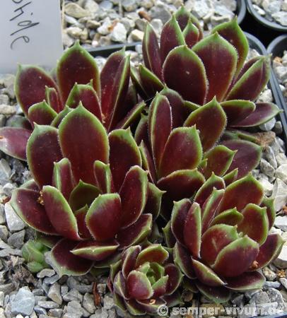 Schutz Hybrid