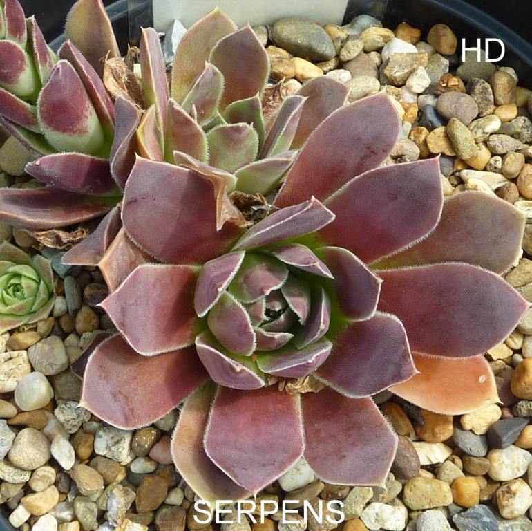 Serpens / Jovi