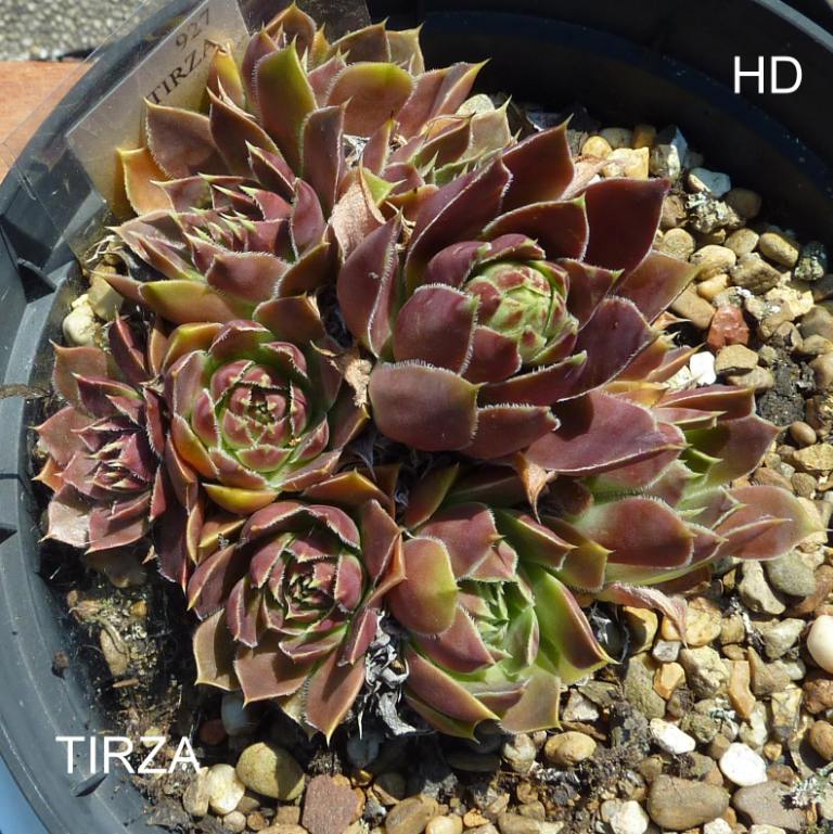 Tirza / Jovi