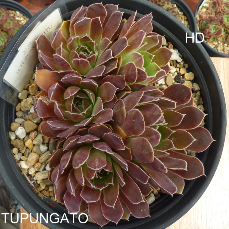 Tupungato / Jovi