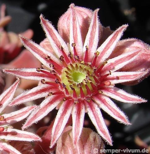 Pacific Velveteen