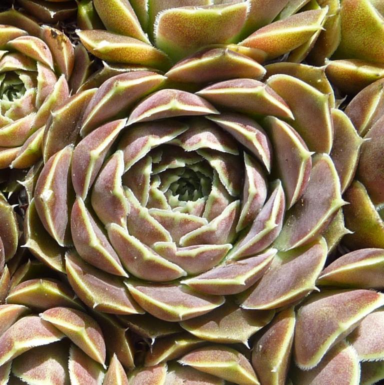 Glauca / Jovi
