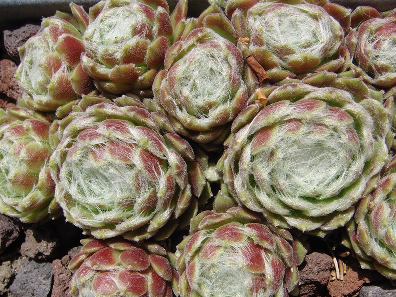 Quarkstück