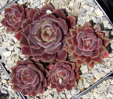 Pacific Velveteen