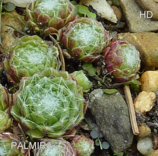 Palmira
