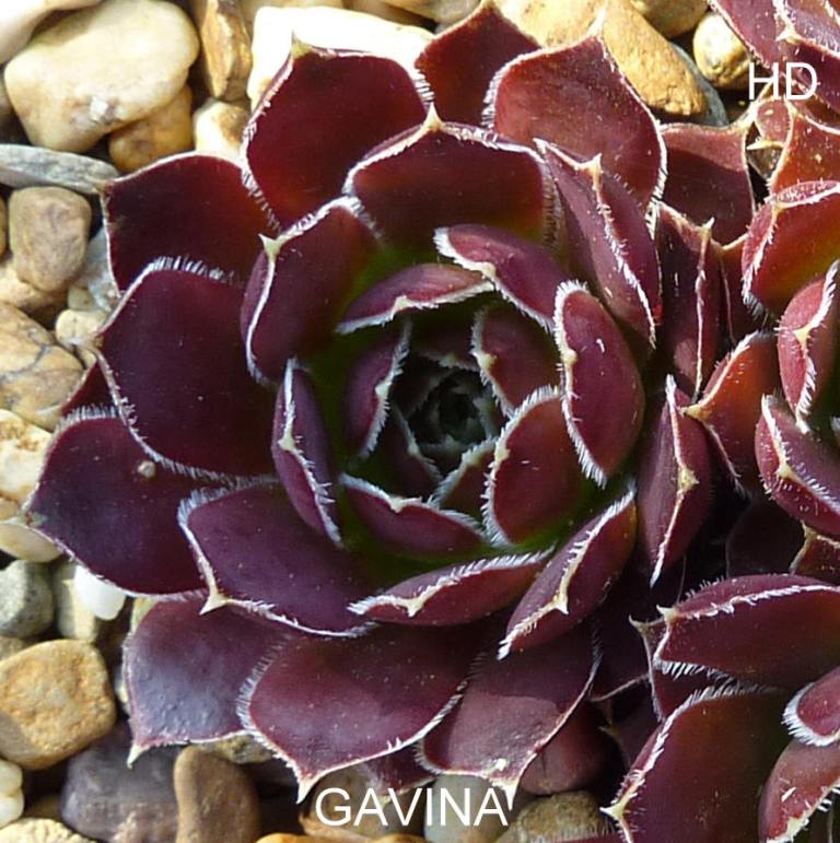 Gavina / Jovi
