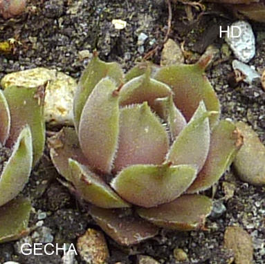 Gecha
