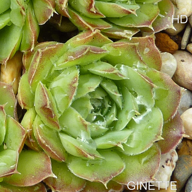 Ginette / Jovi