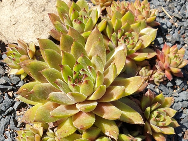 Golden Sunlight