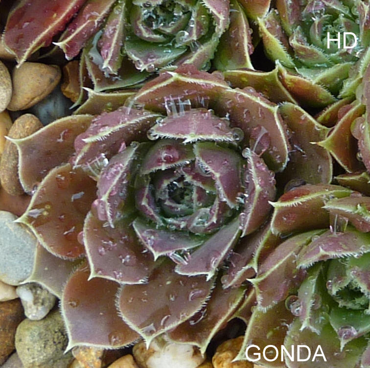 Gonda / Jovi