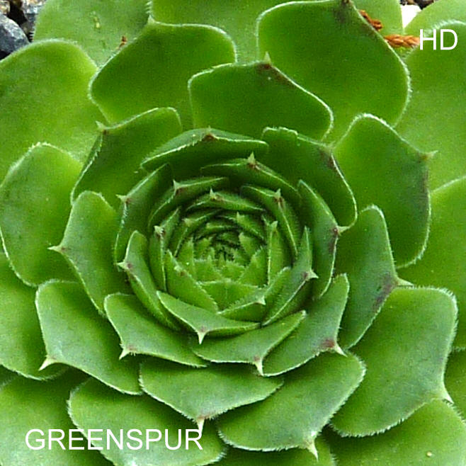 Green Spur / Jovi