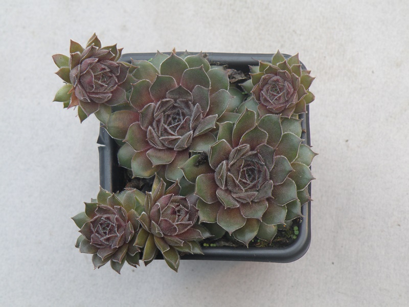Greyolla
