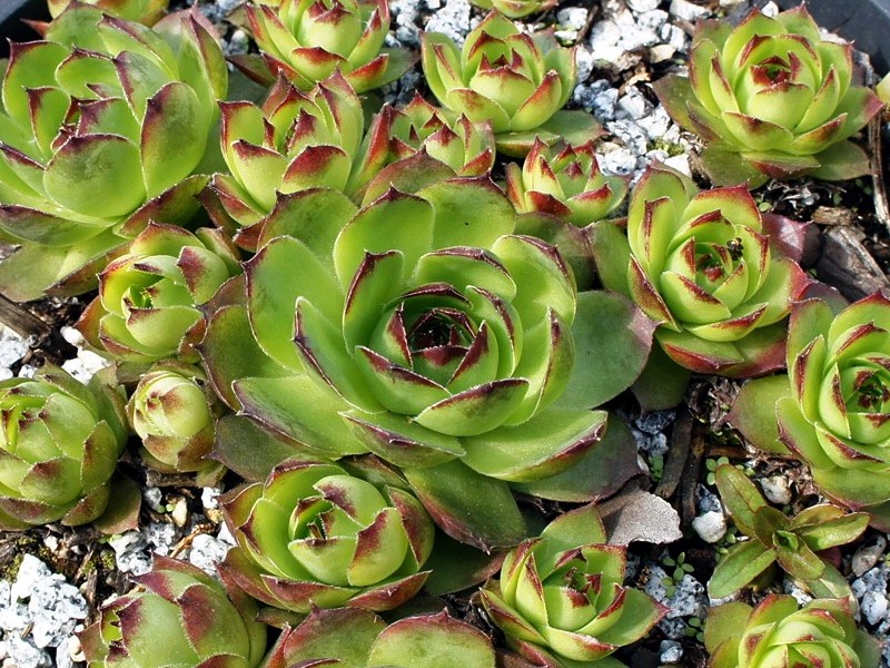 Grunspur