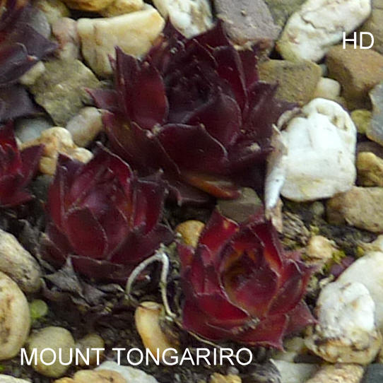 Mount Tongariro
