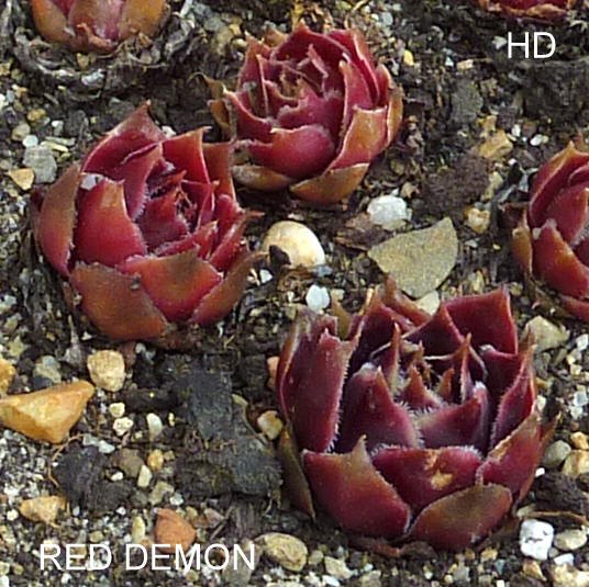 Red Demon