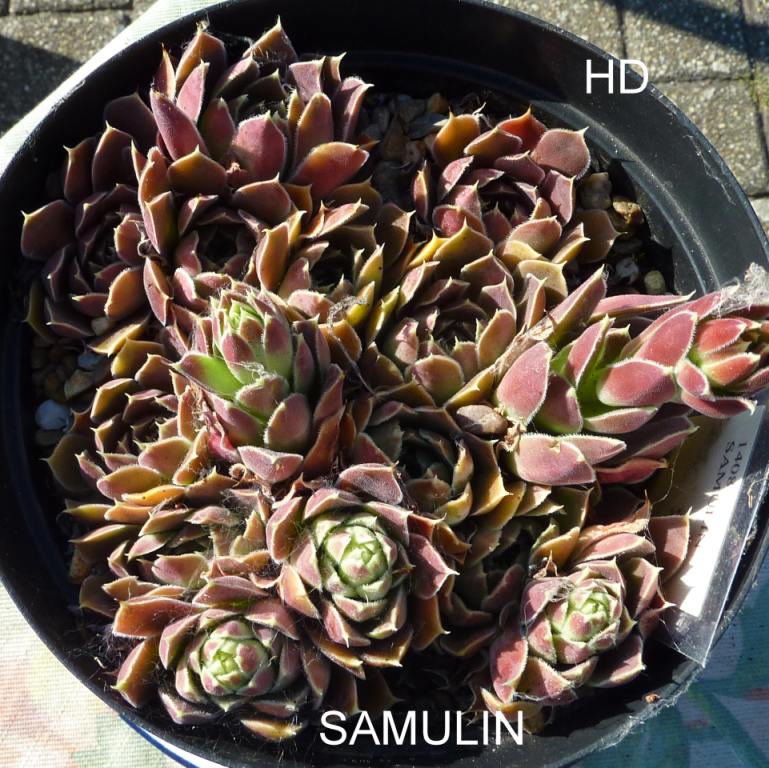 Samulin / Jovi
