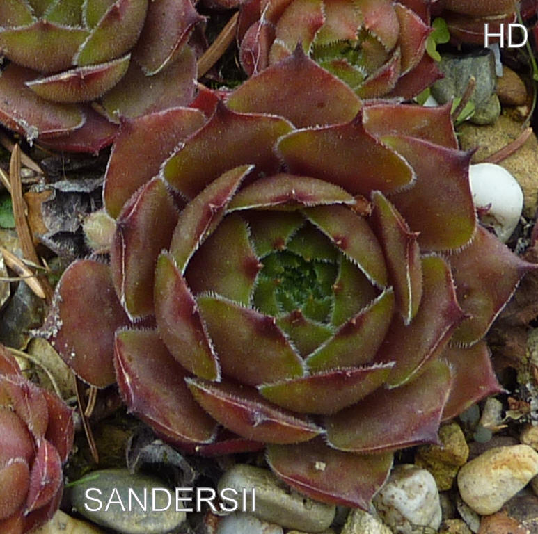 Sandersii