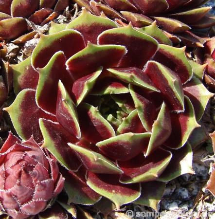 Schutz Hybrid