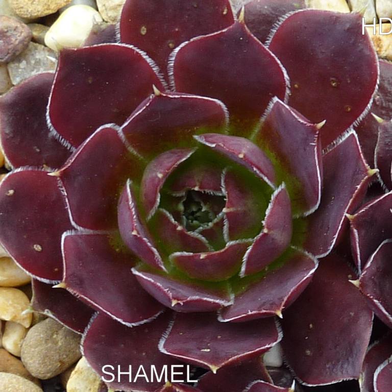Shamel / Jovi