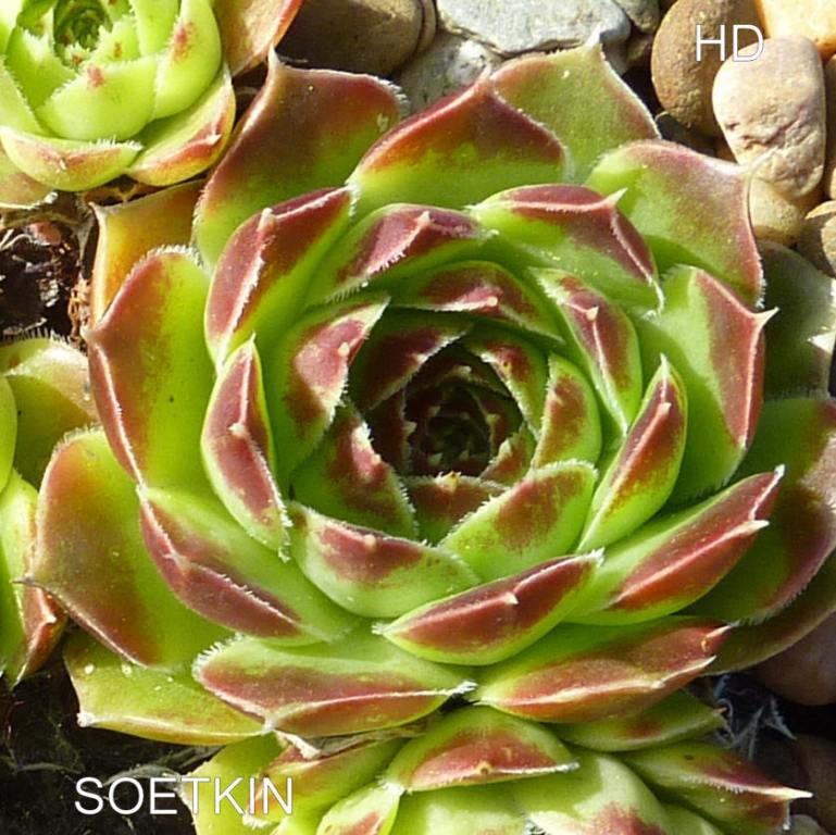 Soetkin / Jovi