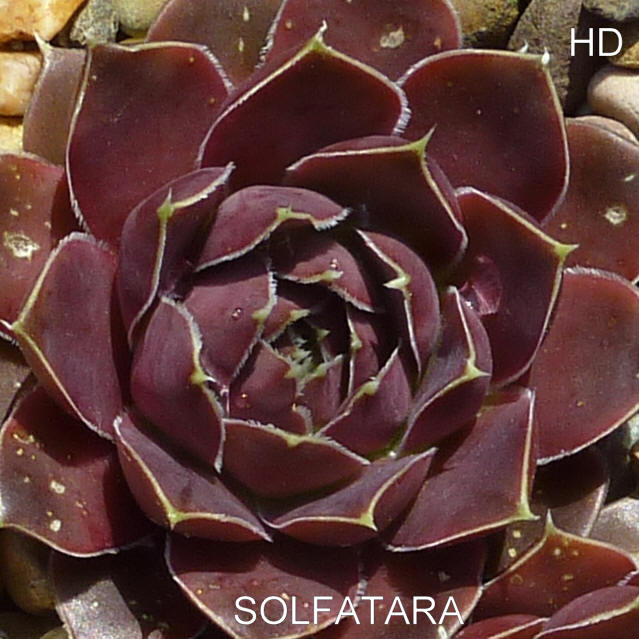 Solfatara / Jovi