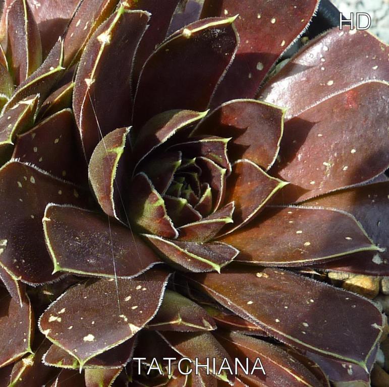 Tatchiana / Jovi