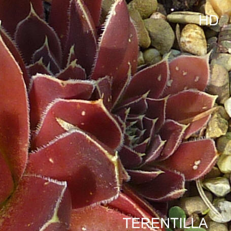 Terentilla / Jovi
