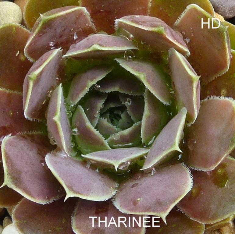 Tharinee / Jovi
