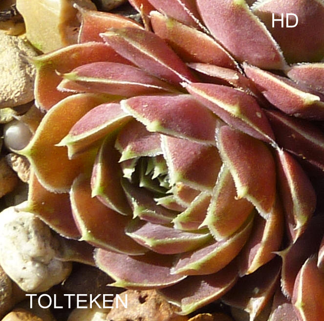 Tolteken / Jovi