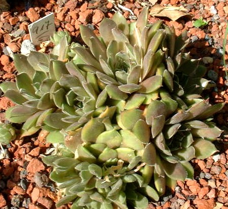 Greyolla