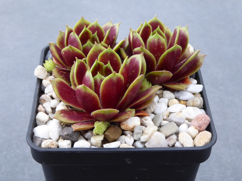 Schutz Hybrid